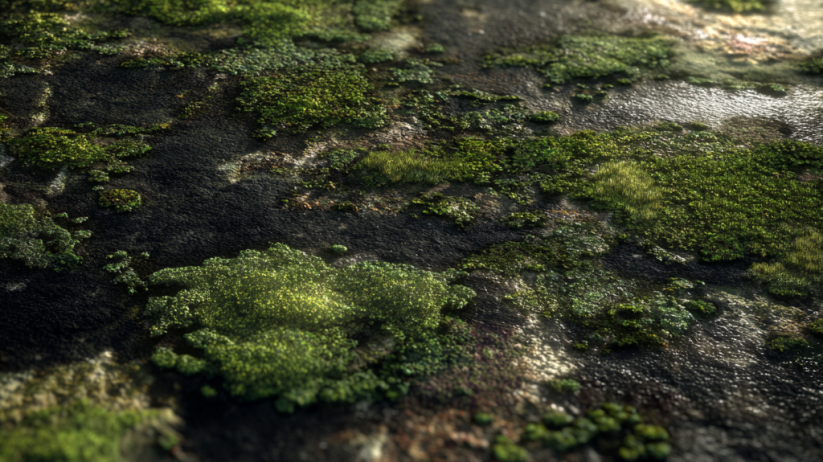 Moss Prevention Expert in Bulverde, TX